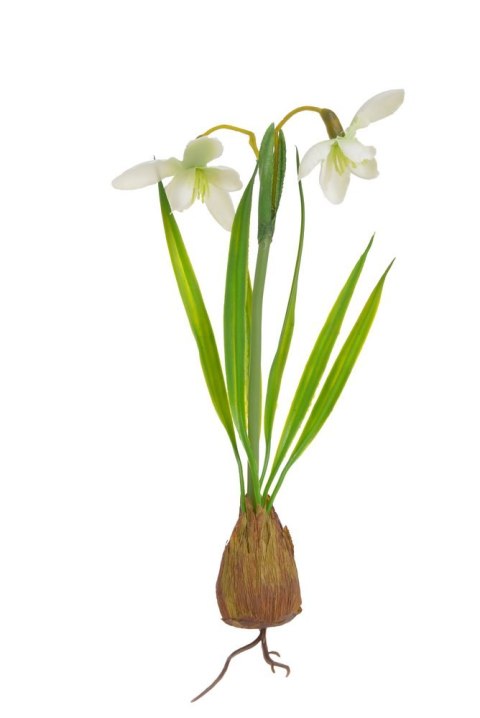 Przebiśnieg z cebulką 214CAN0410